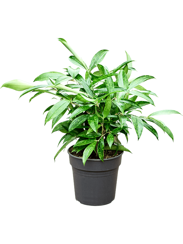 Easy-Care Spotted Gold Dust Dracaena surculosa (140-170) Indoor House Plants