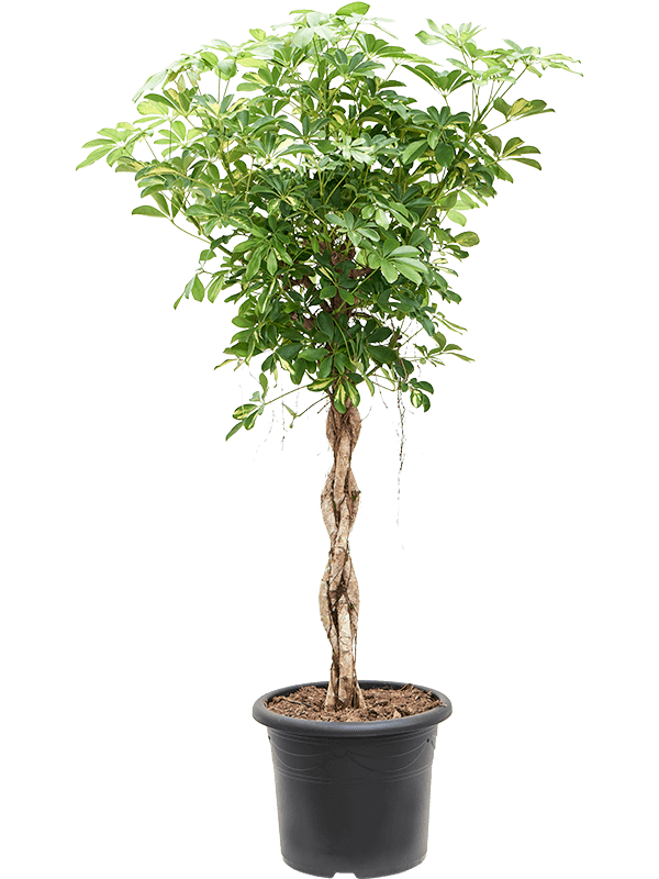 Delicate Umbrella Tree Schefflera arboricola 'Gold Capella' Indoor House Plants