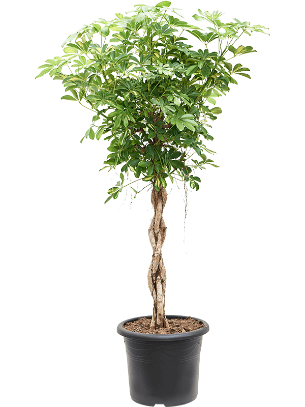 Delicate Umbrella Tree Schefflera arboricola 'Gold Capella' Indoor House Plants