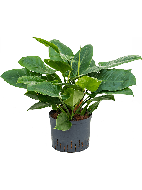 Lush Heart-Leaf Philodendron 'Imperial Green' Indoor House Plants