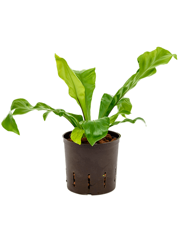 Shade-loving Birds Nest Fern Asplenium nidus Indoor House Plants