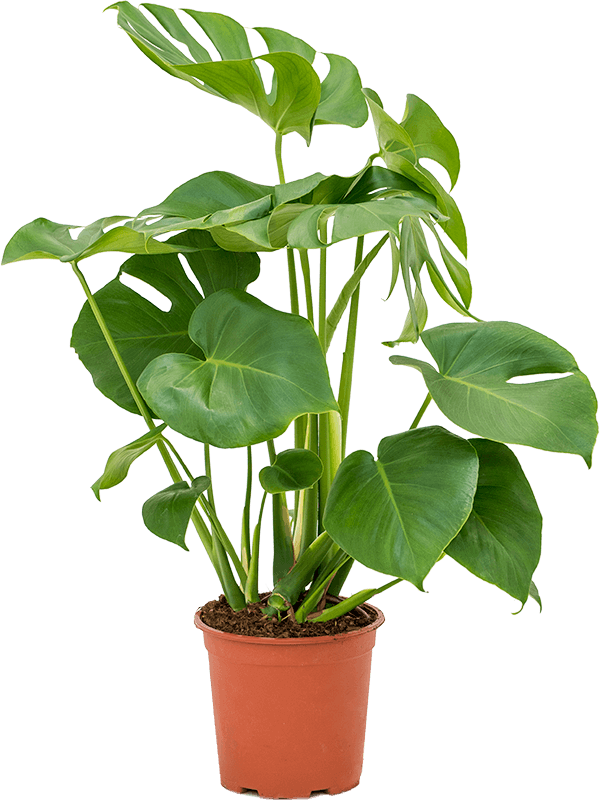 Shade-loving Swiss Cheese Plant Monstera deliciosa Indoor House Plants