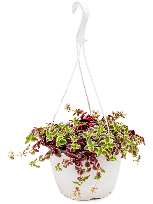 Cute Jade Plant Crassula marginalis Indoor House Plants