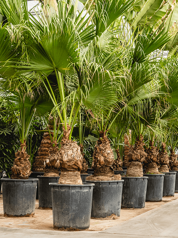 Lush Chinese Fan Palm Livistona chinensis Indoor House Plants