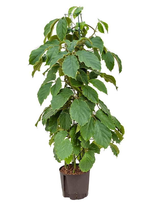 Lush Chestnut Vine Tetrastigma voinierianum Indoor House Plants
