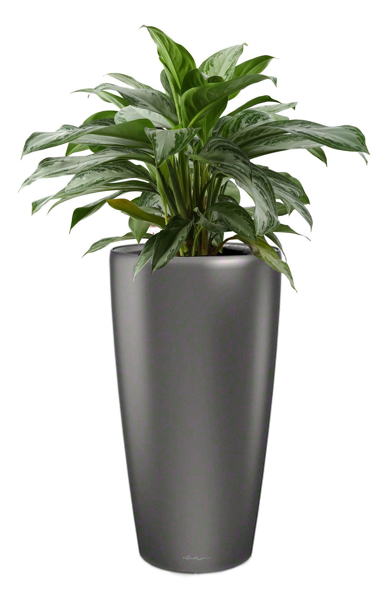 Aglaonema Cleopatra in LECHUZA RONDO Self-watering Planter, Total Height 130 cm