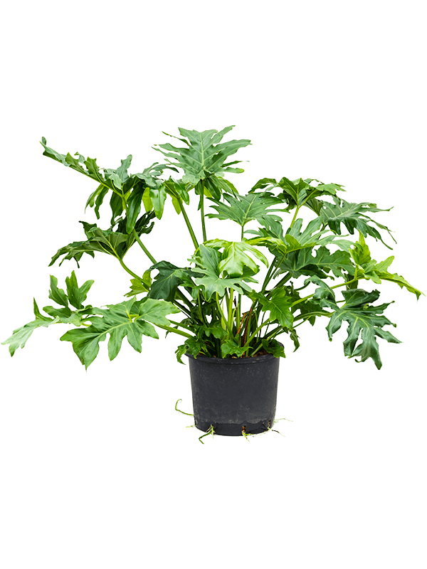 Lush Heart-Leaf Philodendron selloum Indoor House Plants