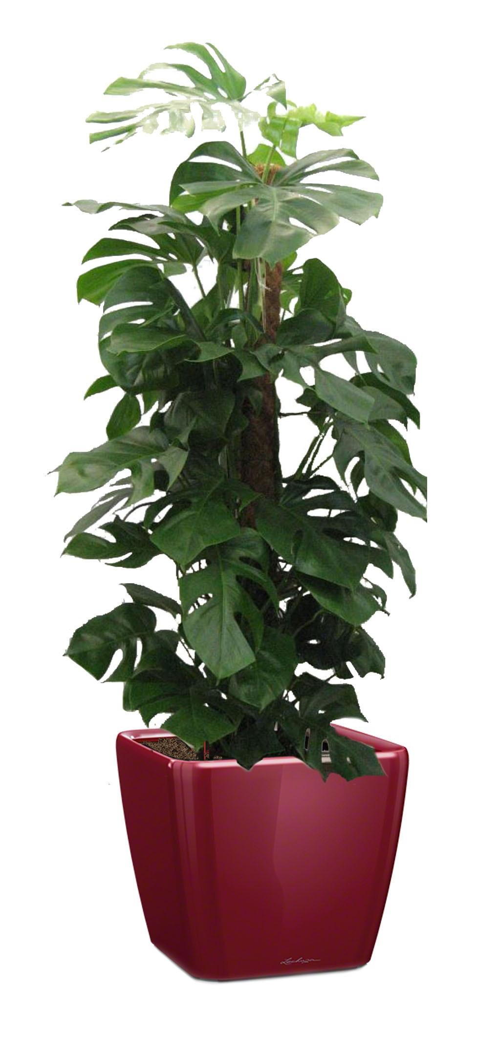 Monstera Deliciosa in LECHUZA QUADRO LS 43 Self-watering Planter, Total Height 150 cm