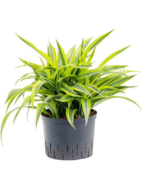 Colorful Corn Plant Dracaena fragrans 'Lemon Lime' Tall Indoor House Plants Trees