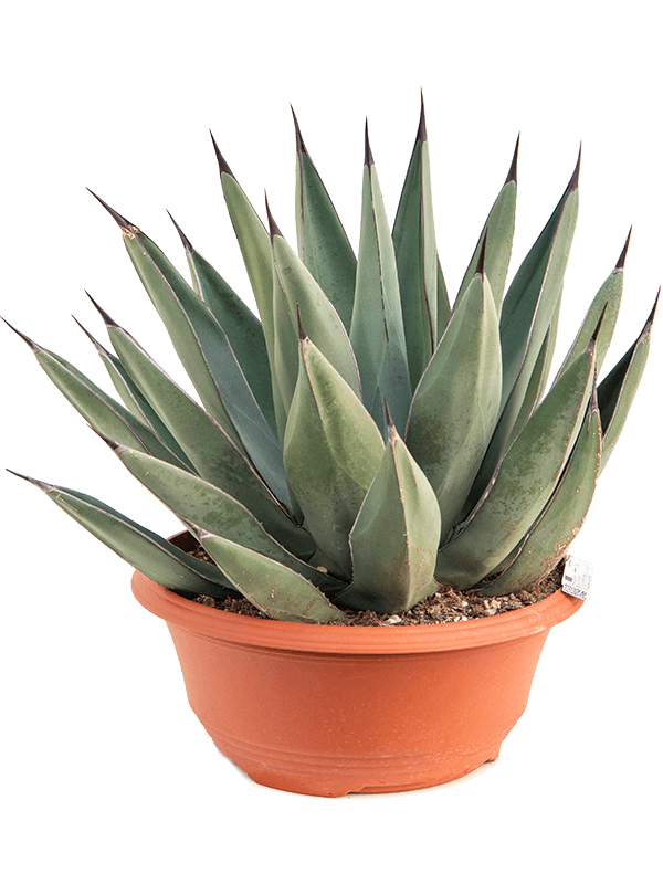 Photogenic Sharkskin Agave nigra Indoor House Plants