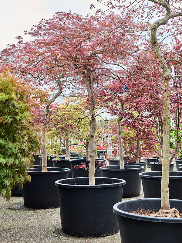 Acer pal. diss 'Ornatum'