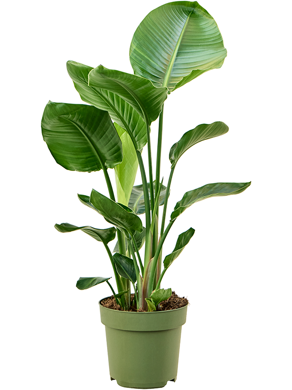 Tropical Bird of Paradise Strelitzia nicolai Indoor House Plants