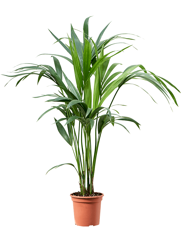 Lush Kentia Palm Howea forsteriana Indoor House Plants