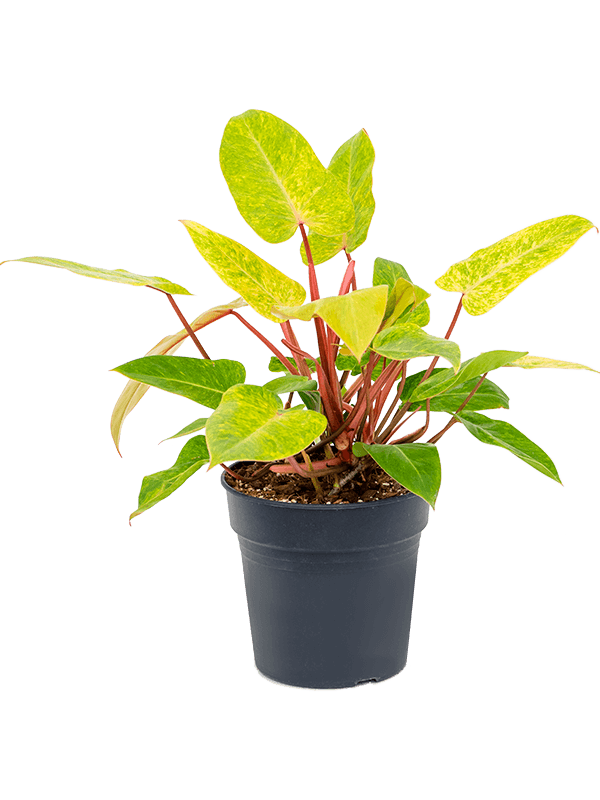 Lush Heart-Leaf Philodendron 'Painted Lady' Indoor House Plants