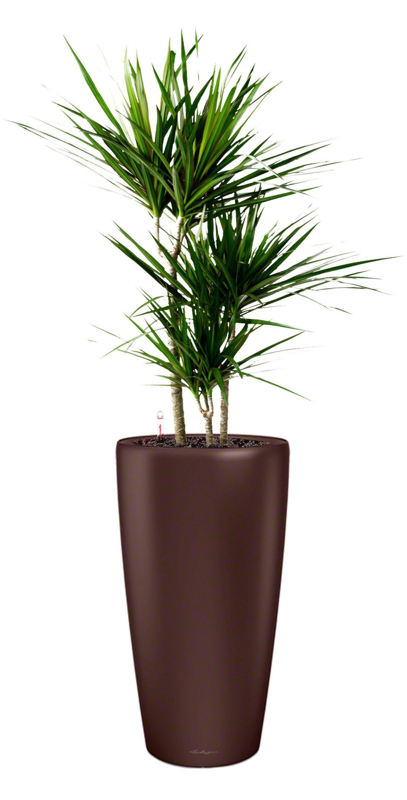 Dracaena Marginata in LECHUZA RONDO Self-watering Planter, Total Height 140 cm