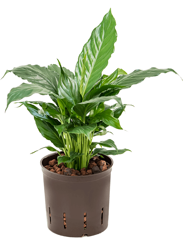 Easy-Care Peace Lily Spathiphyllum hybriden Indoor House Plants