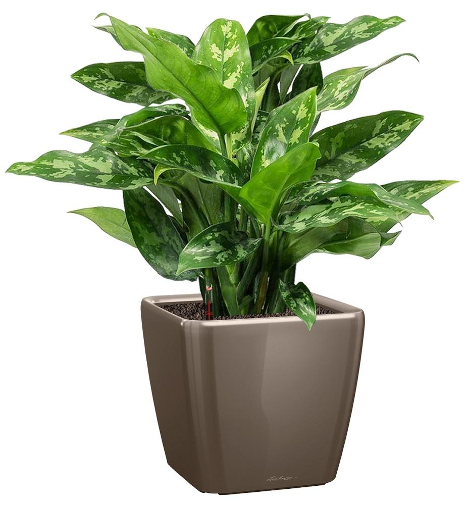 Aglaonema Maria in LECHUZA QUADRO LS Self-watering Planter, Total Height 60 cm