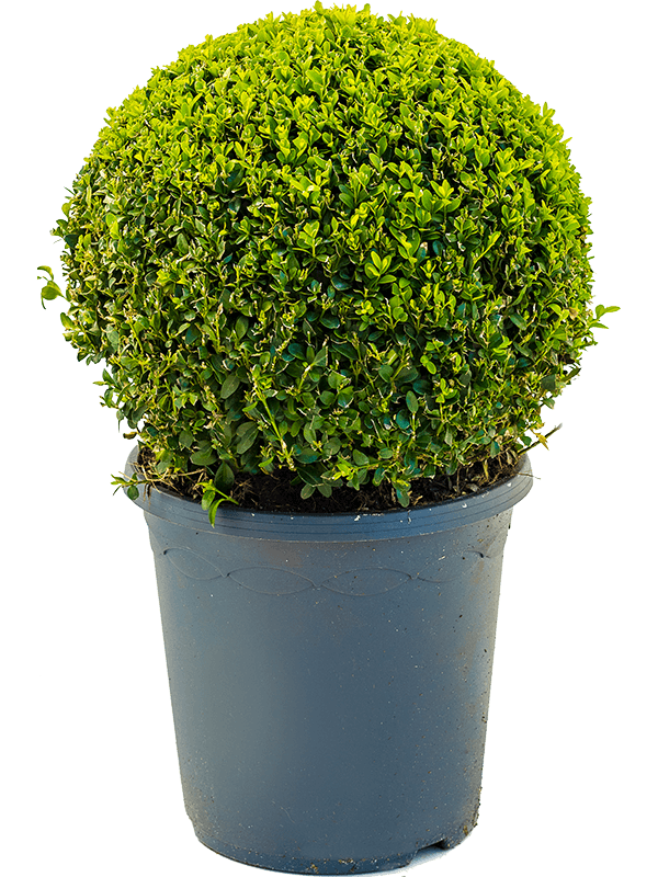 Photogenic Boxwood Buxus sempervirens