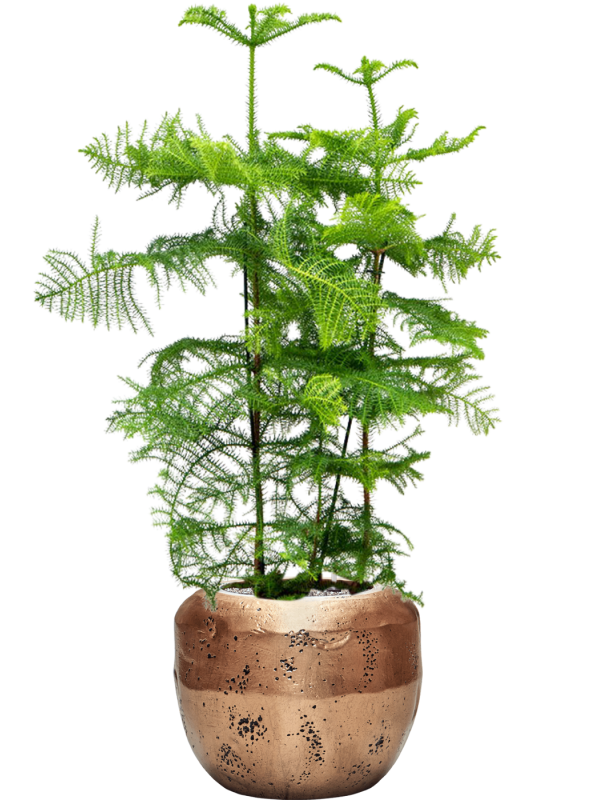 Norfolk Island Pine Araucaria heterophylla