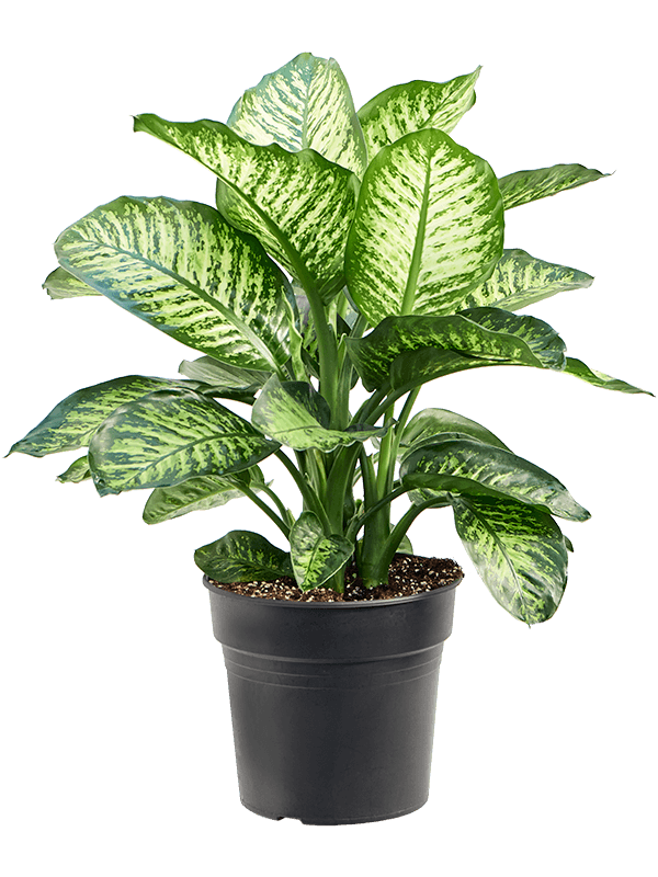 Lush Leopard Lily Dieffenbachia seguine 'Maroba' Indoor House Plants