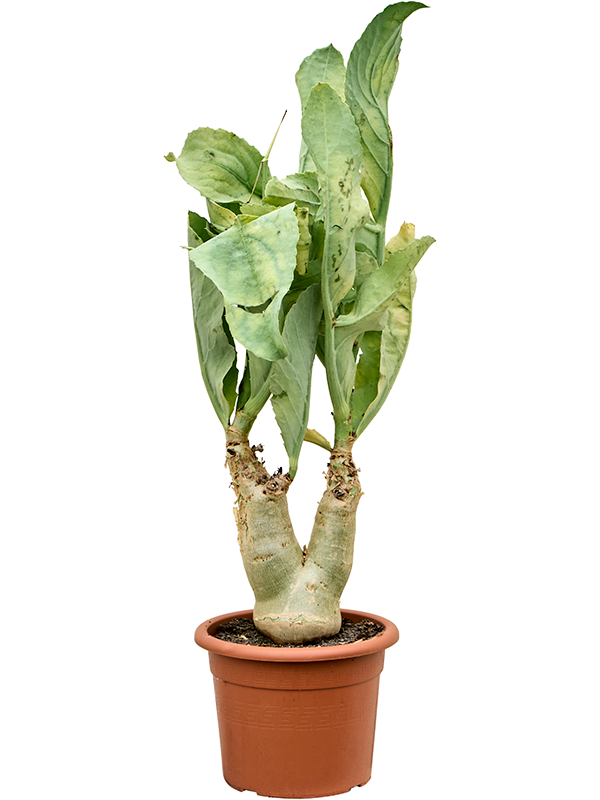 Easy-Care Wild Grape Cyphostemma juttae Indoor House Plants