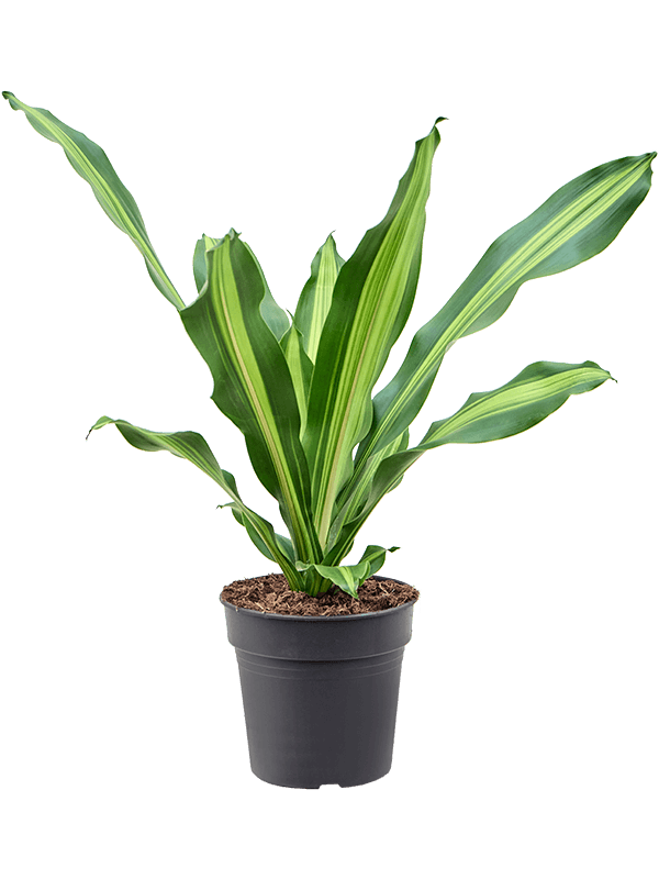 Trendy Corn Plant Dracaena fragrans 'Burley' Tall Indoor House Plants Trees