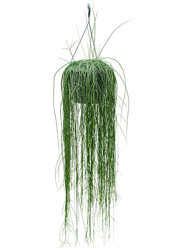 Easy-Care Mistletoe Cactus Rhipsalis floccosa Indoor House Plants