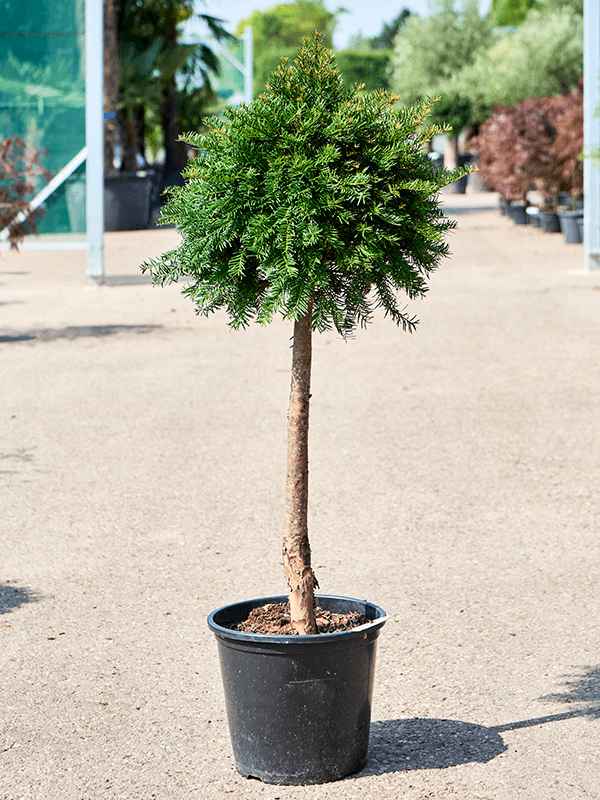 Photogenic English Yew Taxus baccata