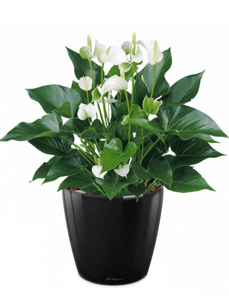 Blooming Anthurium White Champion in LECHUZA CLASSICO LS Self-watering Planter, Total Height 50 cm