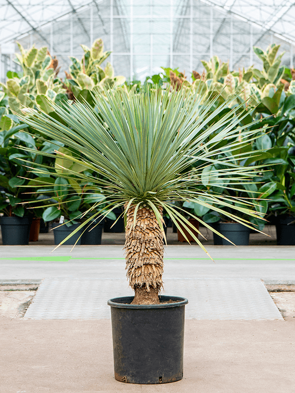 Photogenic Beaked Blue Yucca rostrata (150-180) Indoor House Plants