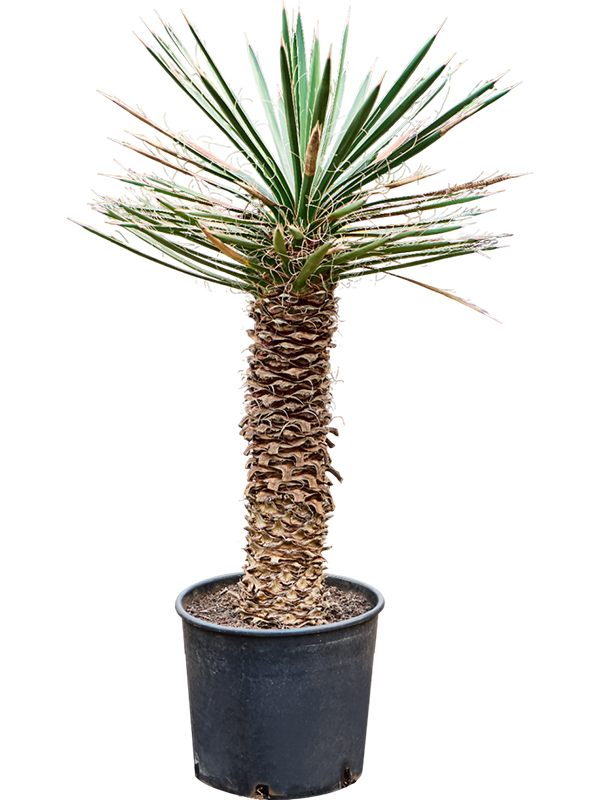 Photogenic Spanish Dagger Yucca filifera Tall Indoor House Plants Trees