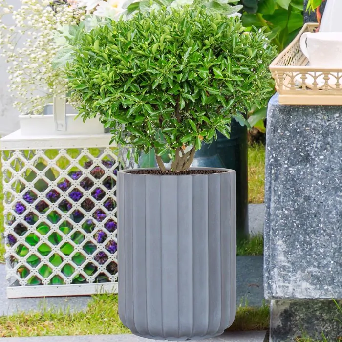 Plant growing in a plastic pot