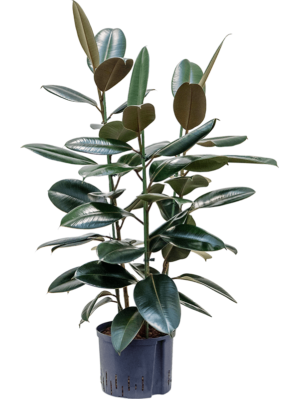 Lush Rubber Plant Ficus elastica 'Abidjan' Indoor House Plants