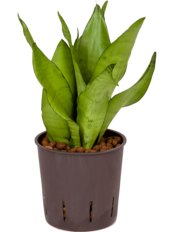 Easy-Care Snake Plant Sansevieria trifasciata 'Moonshine' Indoor House Plants