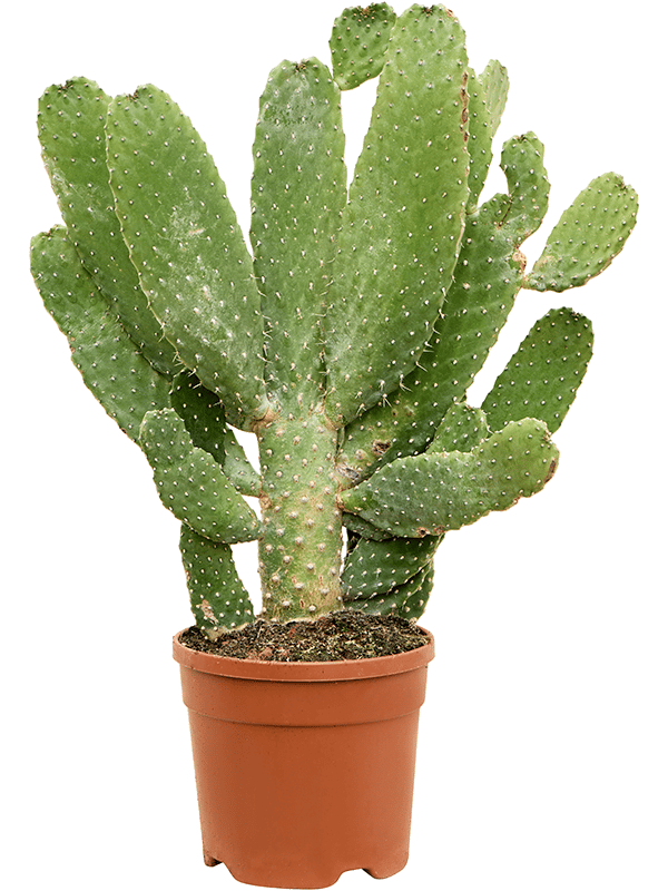 Easy-Care Prickly Pear Cactus Opuntia consolea Indoor House Plants