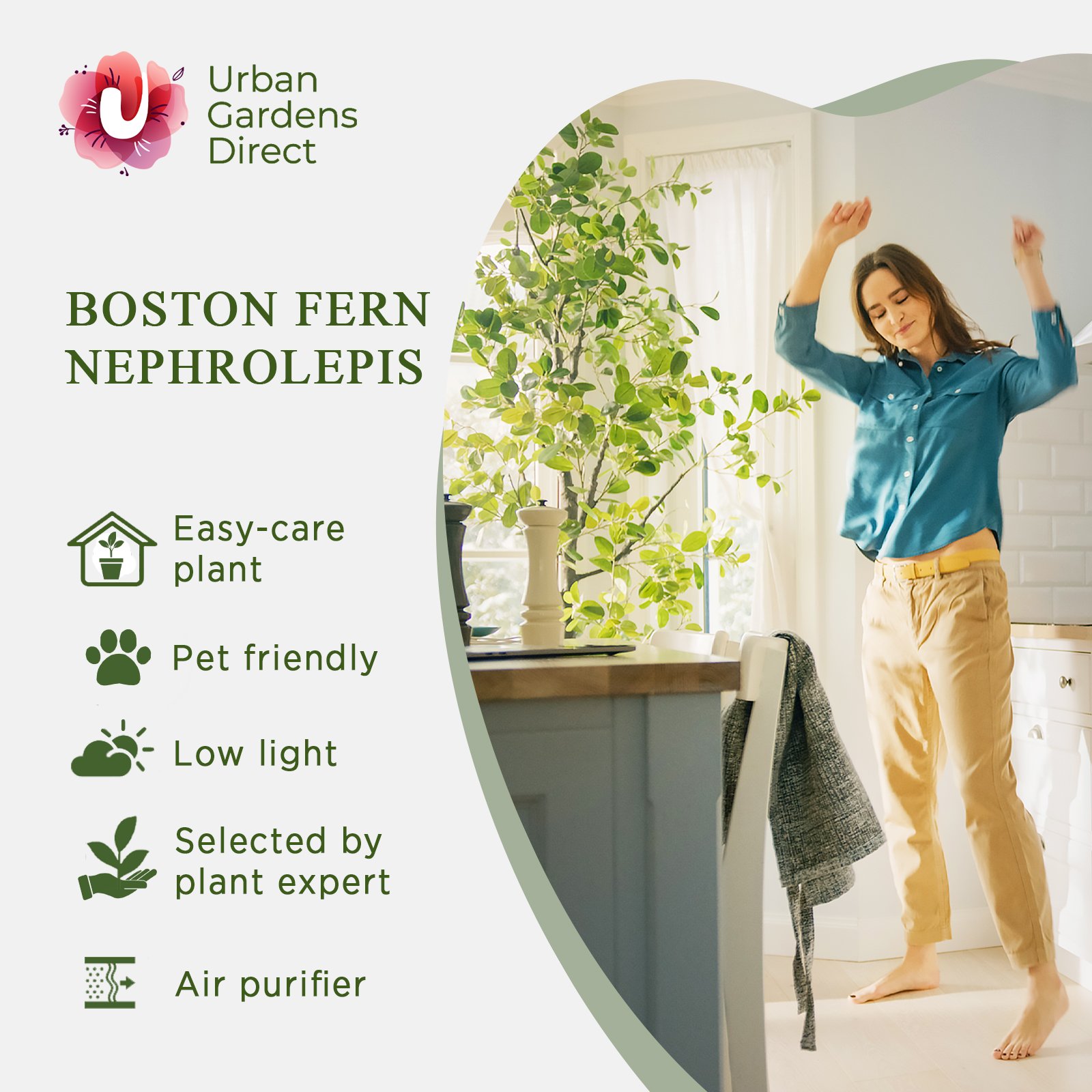 Shade-loving Boston Fern Nephrolepis exaltata 'Boston' Indoor House Plants