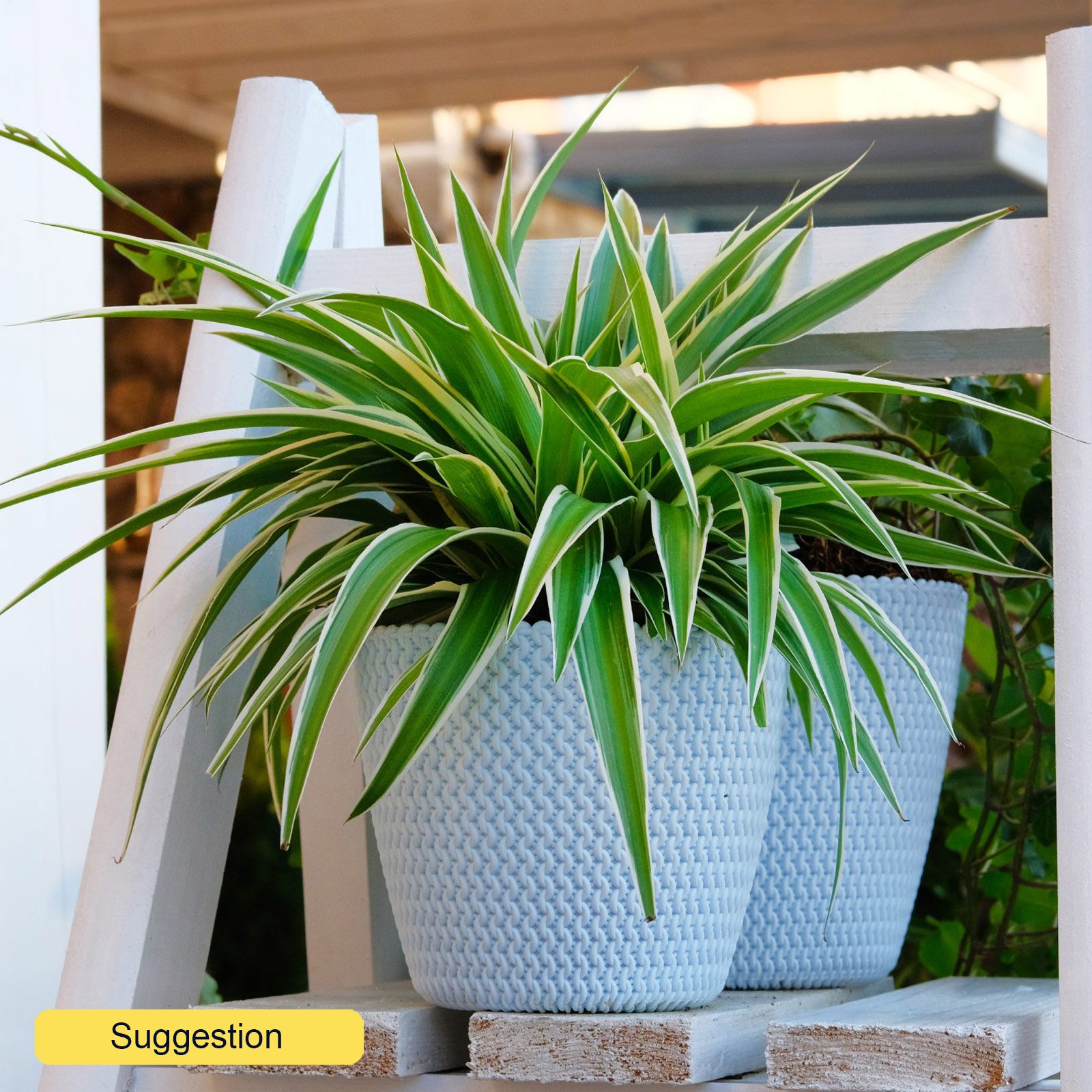 Shade-loving Spider Plant Chlorophytum comosum 'Vittatum' Indoor House Plants