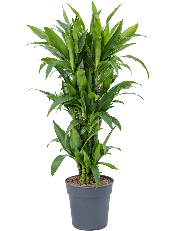 Impressive Corn Plant Dracaena fragrans 'Janet Craig' Tall Indoor House Plants Trees