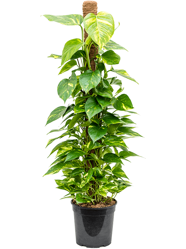 Shade-loving Pothos Scindapsus (Epipremnum) 'Aureum' Indoor House Plants