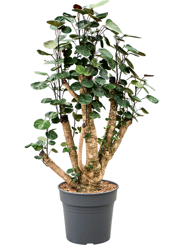 Polyscias (Aralia) Fabian