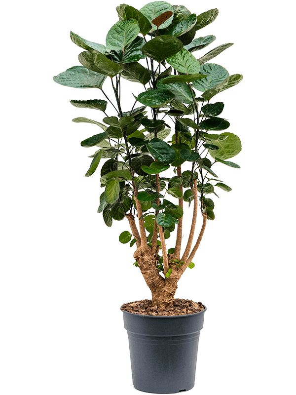 Graceful Dinner Plate Aralia (Polyscias) 'Fabian' Indoor House Plants