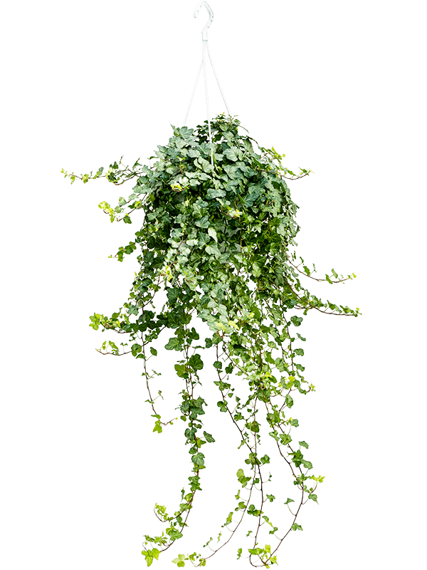 Easy-Care English Ivy Hedera helix 'Wonder' Indoor House Plants