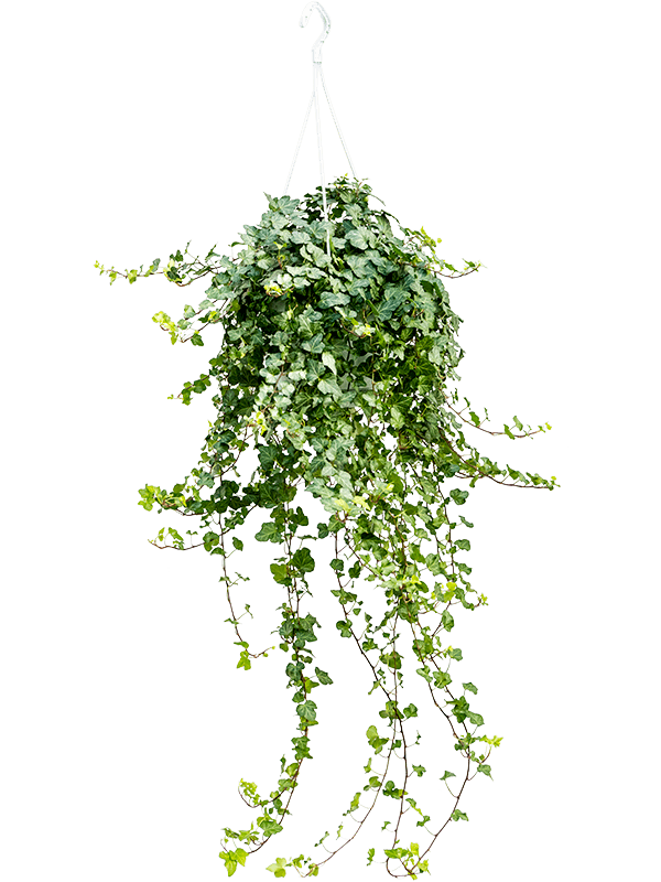 Easy-Care English Ivy Hedera helix 'Wonder' Indoor House Plants