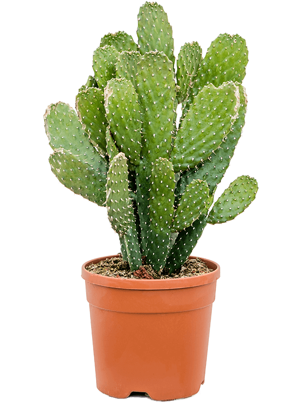 Easy-Care Prickly Pear Cactus Opuntia consolea Indoor House Plants