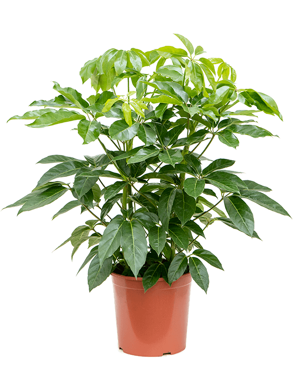 Cheerful Umbrella Tree Schefflera actinophylla 'Amate' Indoor House Plants
