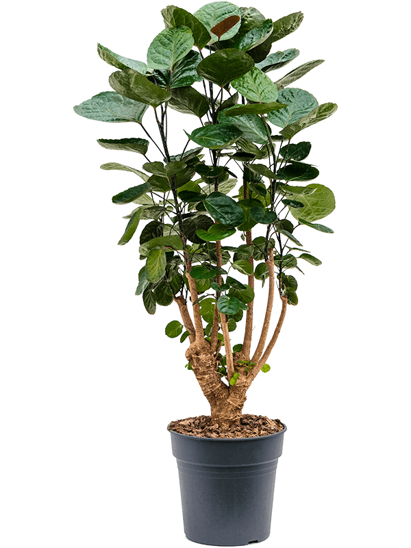 Graceful Dinner Plate Aralia (Polyscias) 'Fabian' Indoor House Plants