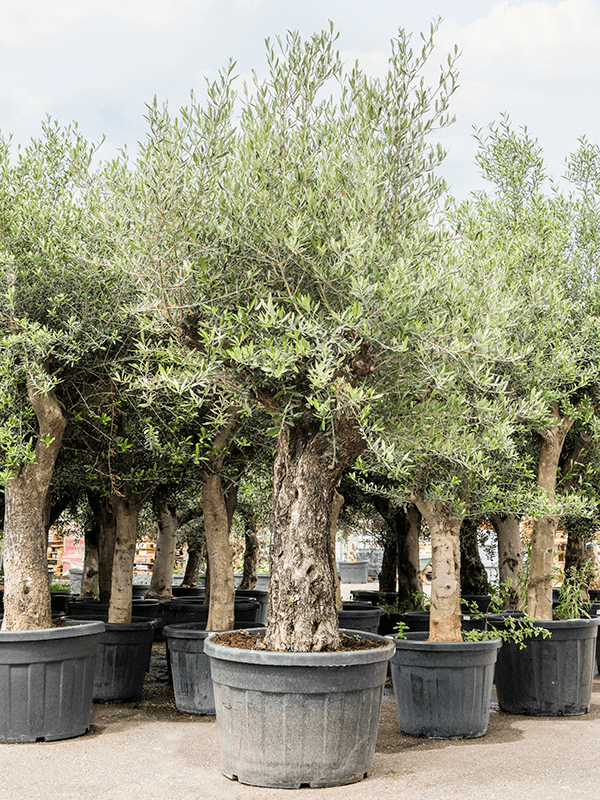 Showy Olive Olea europaea