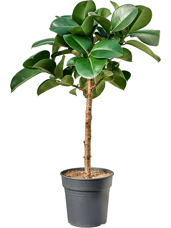Ficus elastica 'Cloe'