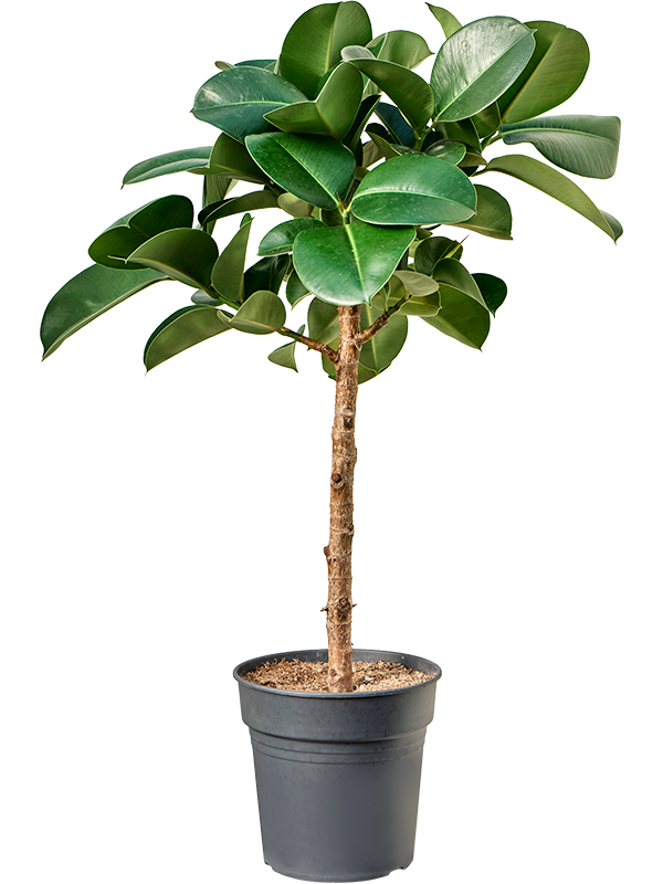 Ficus elastica 'Cloe'