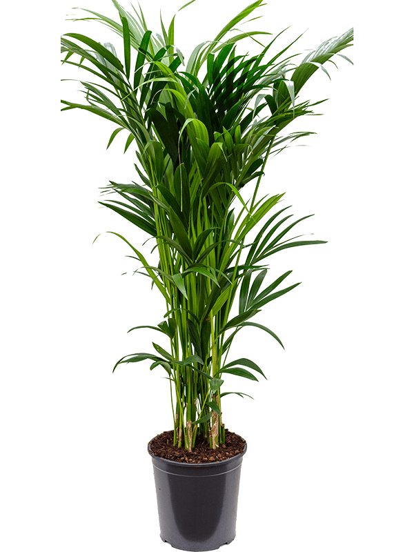 Lush Sentry Palm Kentia (Howea) forsteriana Indoor House Plants W60 H ...